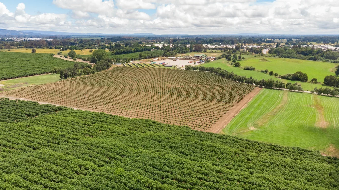 Plantación de avellano europeo