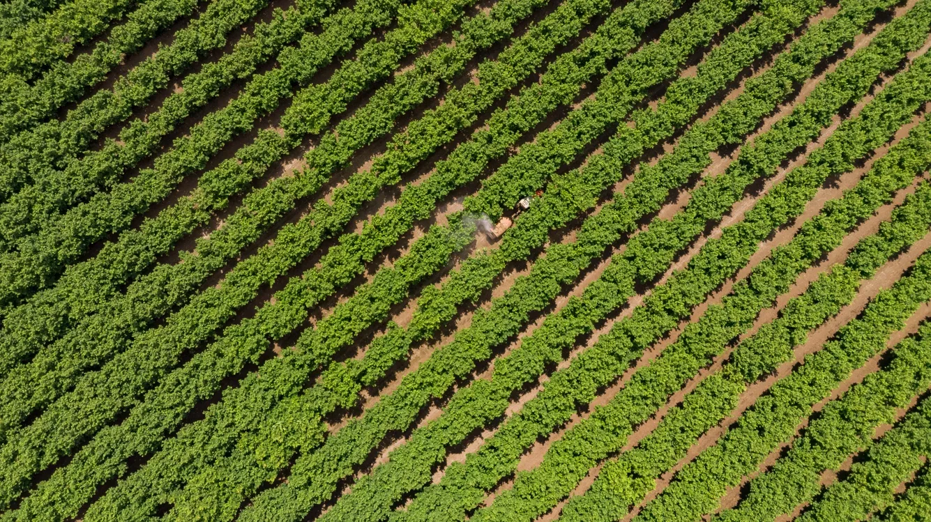 Plantación de avellano europeo