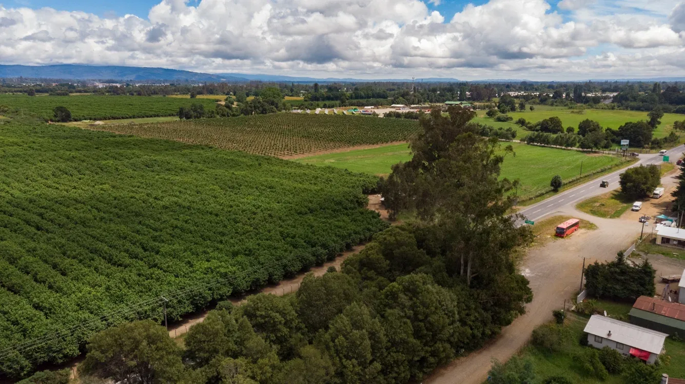 Plantación de avellano europeo