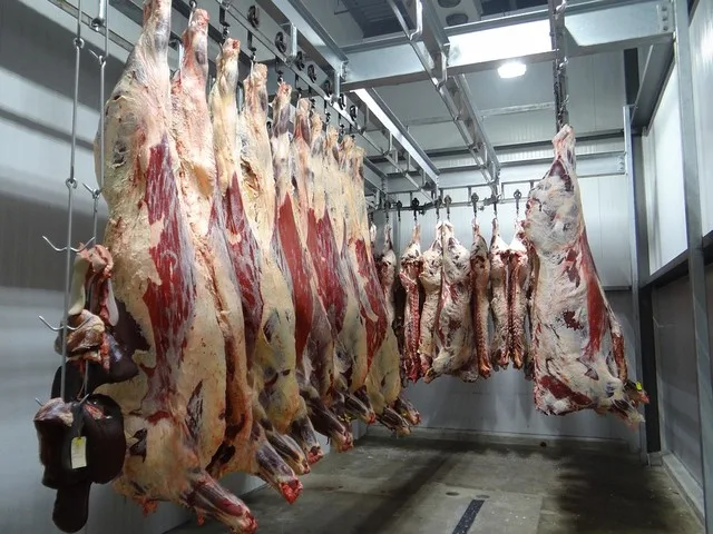 La Araucanía aumenta 13,3% su producción bovina