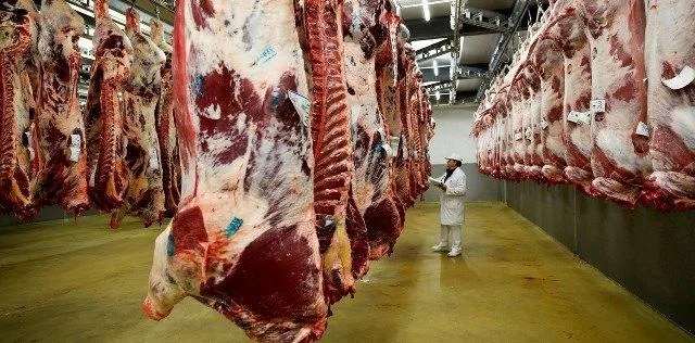 Producción bovina chilena cae 5,7% y precios del ganado mantienen fuerte alza
