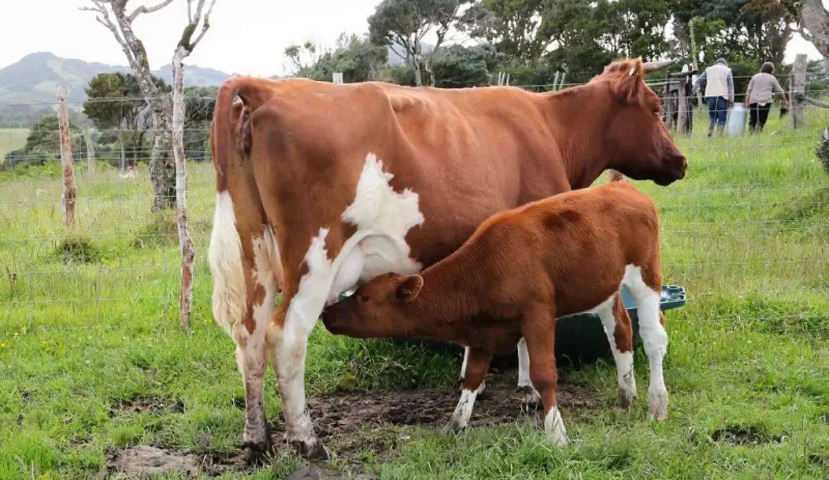 Ministerio de Agricultura llama a agricultores y ganaderos a contratar a tiempo los seguros agropecuarios para resguardar la producción del sector