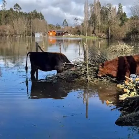 La Araucanía: Mas de 3500 agricultores afectados por sistemas frontales